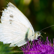 Monatsthema Insekten auf Blüten - Fotograf Henry Mann