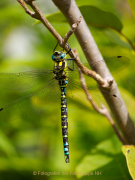 Monatsthema Insekten auf Blüten - Fotograf Henry Mann