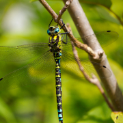 Monatsthema Insekten auf Blüten - Fotograf Henry Mann