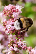 Monatsthema Insekten auf Blüten - Fotograf Henry Mann