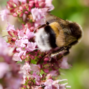 Monatsthema Insekten auf Blüten - Fotograf Henry Mann