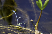 Monatsthema Insekten auf Blüten - Fotograf Joachim Würth
