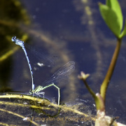 Monatsthema Insekten auf Blüten - Fotograf Joachim Würth