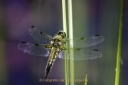 Monatsthema Insekten auf Blüten - Fotograf Joachim Würth