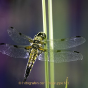 Monatsthema Insekten auf Blüten - Fotograf Joachim Würth
