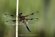 Monatsthema Insekten auf Blüten - Fotograf Joachim Würth