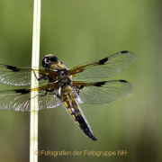 Monatsthema Insekten auf Blüten - Fotograf Joachim Würth