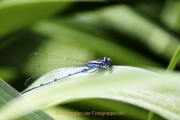 Monatsthema Insekten auf Blüten - Fotograf Joachim Würth