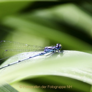 Monatsthema Insekten auf Blüten - Fotograf Joachim Würth