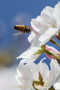 Monatsthema Insekten auf Blüten - Fotograf  Werner Ch. Buchwald