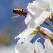 Monatsthema Insekten auf Blüten - Fotograf  Werner Ch. Buchwald