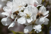 Monatsthema Insekten auf Blüten - Fotograf  Werner Ch. Buchwald