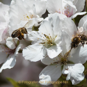 Monatsthema Insekten auf Blüten - Fotograf  Werner Ch. Buchwald