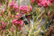 Monatsthema Insekten auf Blüten - Fotograf  Werner Ch. Buchwald