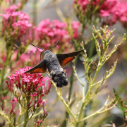 Monatsthema Insekten auf Blüten - Fotograf  Werner Ch. Buchwald