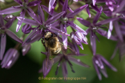 Monatsthema Insekten auf Blüten - Fotograf  Werner Ch. Buchwald