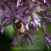 Monatsthema Insekten auf Blüten - Fotograf  Werner Ch. Buchwald