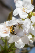 Monatsthema Insekten auf Blüten - Fotograf  Werner Ch. Buchwald