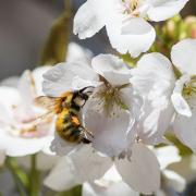 Monatsthema Insekten auf Blüten - Fotograf  Werner Ch. Buchwald