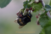 Monatsthema Insekten auf Blüten - Fotograf  Werner Ch. Buchwald
