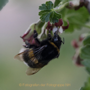 Monatsthema Insekten auf Blüten - Fotograf  Werner Ch. Buchwald