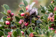 Monatsthema Insekten auf Blüten - Fotograf  Werner Ch. Buchwald