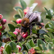 Monatsthema Insekten auf Blüten - Fotograf  Werner Ch. Buchwald
