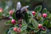 Monatsthema Insekten auf Blüten - Fotograf  Werner Ch. Buchwald