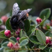 Monatsthema Insekten auf Blüten - Fotograf  Werner Ch. Buchwald