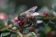 Monatsthema Insekten auf Blüten - Fotograf  Werner Ch. Buchwald