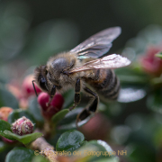 Monatsthema Insekten auf Blüten - Fotograf  Werner Ch. Buchwald
