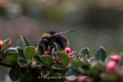 Monatsthema Insekten auf Blüten - Fotograf  Werner Ch. Buchwald