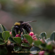 Monatsthema Insekten auf Blüten - Fotograf  Werner Ch. Buchwald