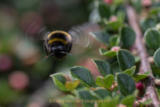 Monatsthema Insekten auf Blüten - Fotograf  Werner Ch. Buchwald