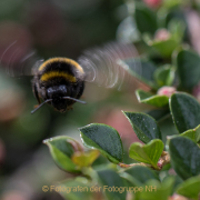 Monatsthema Insekten auf Blüten - Fotograf  Werner Ch. Buchwald