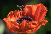 Monatsthema Insekten auf Blüten - Fotograf  Werner Ch. Buchwald
