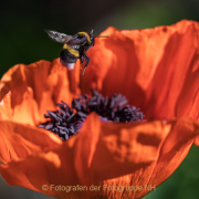 Monatsthema Insekten auf Blüten - Fotograf  Werner Ch. Buchwald