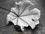 Monatsthema Laubblätter - Fotografin Anne Jeuk