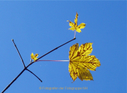 Monatsthema Laubblätter - Fotografin Anne Jeuk