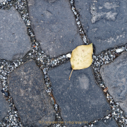 Monatsthema Laubblätter - Fotograf Henry Mann