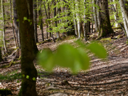 Monatsthema Laubblätter - Fotograf Henry Mann