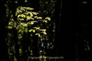 Monatsthema Laubblätter - Fotografin Jutta R. Buchwald