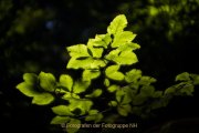 Monatsthema Laubblätter - Fotografin Jutta R. Buchwald