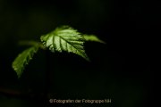 Monatsthema Laubblätter - Fotografin Jutta R. Buchwald