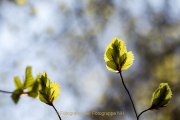 Monatsthema Laubblätter - Fotografin Jutta R. Buchwald