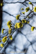 Monatsthema Laubblätter - Fotografin Jutta R. Buchwald