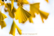 Monatsthema Laubblätter - Fotografin Jutta R. Buchwald