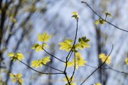 Monatsthema Laubblätter - Fotografin Jutta R. Buchwald