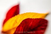 Monatsthema Laubblätter - Fotografin Jutta R. Buchwald