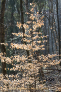 Monatsthema Laubblätter - Fotograf Werner Ch. Buchwald